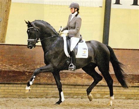 breitling hengst|HW Farm proudly presents some information about Stallion .